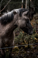 beautiful icelandic horses in raw nature environment 
