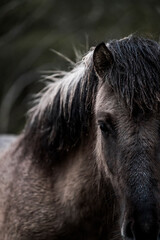beautiful icelandic horses detail photo in raw nature environment 