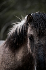 beautiful icelandic horses detail photo in raw nature environment 