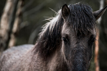 beautiful icelandic horses detail photo in raw nature environment 