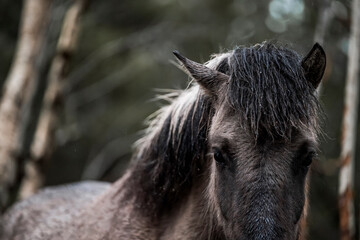 beautiful icelandic horses detail photo in raw nature environment 