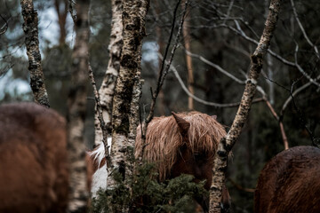 beautiful icelandic horses in raw nature environment 