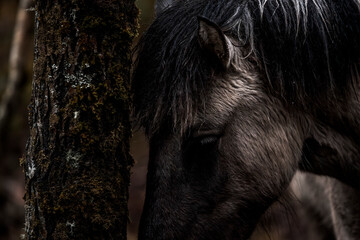 beautiful icelandic horses in raw nature environment 