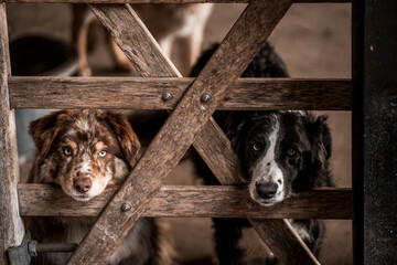 beautiful icelandic horses in raw nature environment 