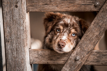 beautiful icelandic horses in raw nature environment 