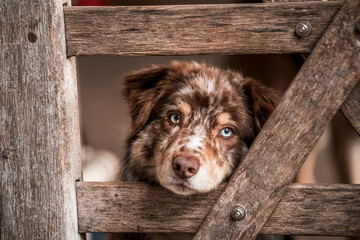beautiful icelandic horses in raw nature environment 