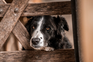 beautiful icelandic horses in raw nature environment 