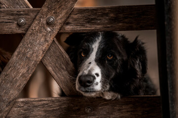 beautiful icelandic horses in raw nature environment 