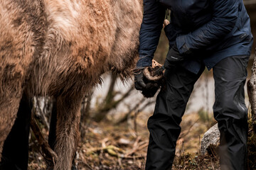 beautiful icelandic horses in raw nature environment 