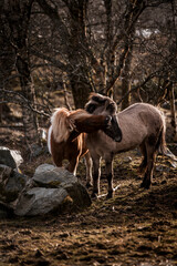 beautiful icelandic horses in raw nature environment 