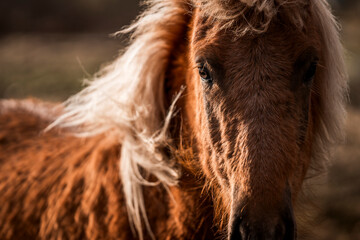 beautiful icelandic horses detail photo in raw nature environment 