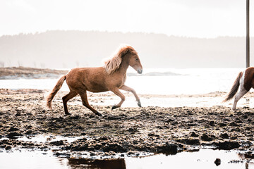 beautiful icelandic horses in raw nature environment 