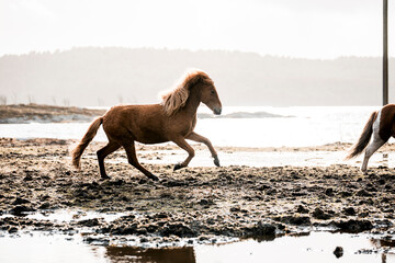 beautiful icelandic horses in raw nature environment 