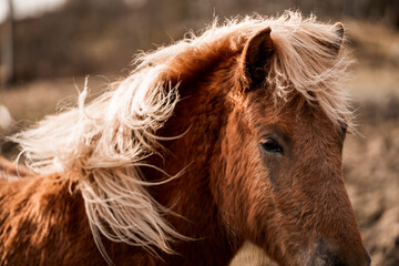beautiful icelandic horses detail photo in raw nature environment 