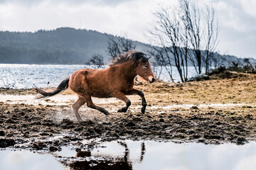 beautiful icelandic horses in raw nature environment 