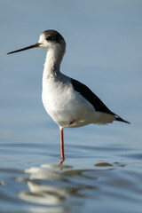 Black-winged Stilt Standing Elegantly in Shallow Blue Water