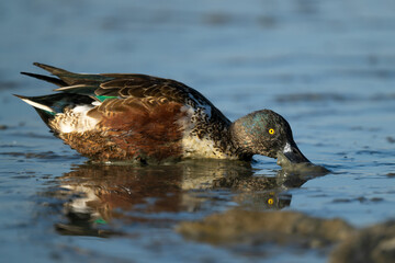 Northern Shoveler Duck Foraging in Shallow Wetland Water