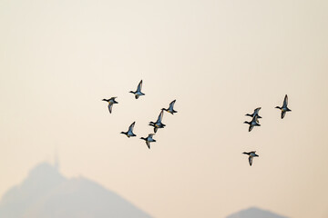 Obraz premium Flock of Migratory Ducks Flying Over Misty Mountain Peaks at Sunrise