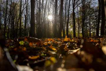 maple foliage in autumn , changes in the forest on maple trees in autumn, the sun shines through the trees and shines through the yellow foliage