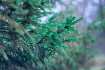 Green spruce branches as a background for New Year's creative works.