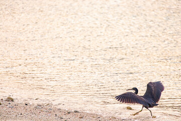 クロサギ, Pacific Reef-Heron, Egretta sacra,...