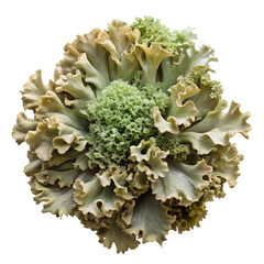 Lettuce leafy green vegetable on transparent background isolated on transparent background