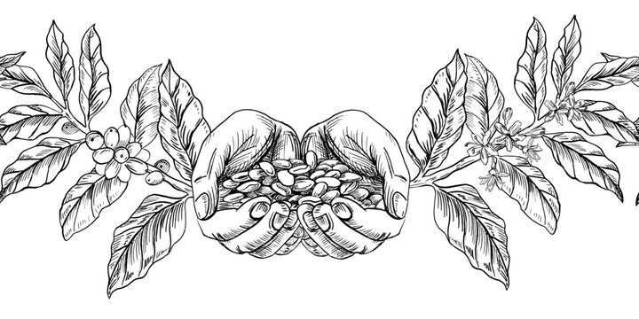 Seamless border with hands and a handful of coffee beans. Vector illustration for cafe and restaurant interiors, menus, packaging, and product branding.