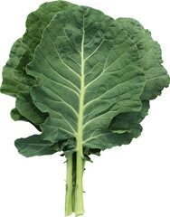 Collard Green Isolated On Transparent Background