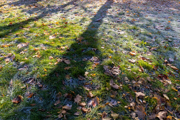 Fototapeta premium autumn nature at the end of October with falling leaves and trees partially with yellow and orange foliage during the fall of leaves, beautiful autumn nature in the park