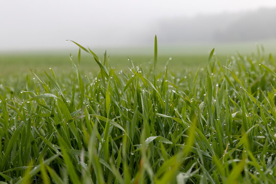 green wheat in the autumn in cloudy weather with thick fog, agricultural field with green wheat sprouts in cloudy weather without bright sunlight