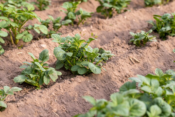 green potatoes growing in an agricultural field, dry summer weather with dry soil, the need for care and watering of green potatoes