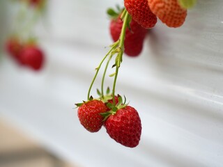 Fresh Red Strawberries Growing in Modern Hydroponic Greenhouse Farm System