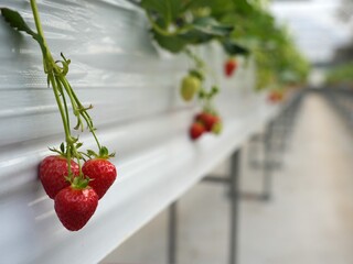 Fresh Red Strawberries Growing in Modern Hydroponic Greenhouse Farm System