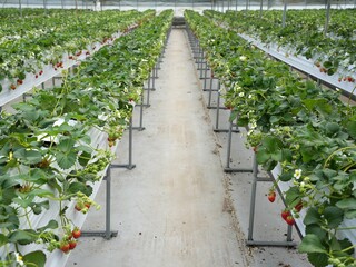 Fresh Red Strawberries Growing in Modern Hydroponic Greenhouse Farm System