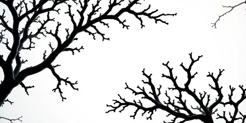 Obraz premium Intricate black coral branches, dark against a light background, underwater world, nature