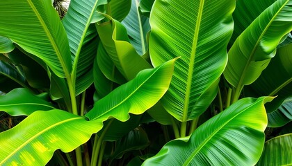 Large vibrant green banana leaves, tropical foliage, vegetation, Musa