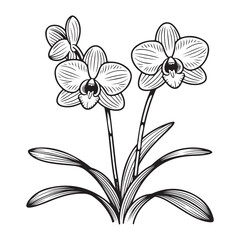 Orchid Flower Line Art Illustration Black and White
