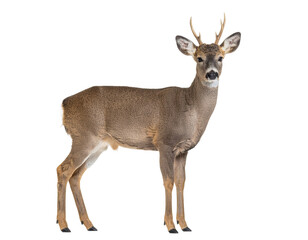 Fototapeta premium deer isolated on white