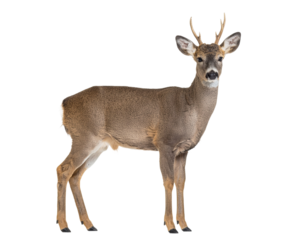 deer isolated on white