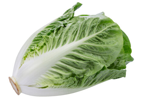 İzole edilmiş marul