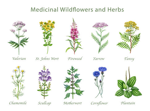 Medicinal wildflowers and herbs hand drawn watercolor illustration set. Blooming yarrow, tansy, plantain, cornflower, chamomile, valerian wild plant elements isolated on white background