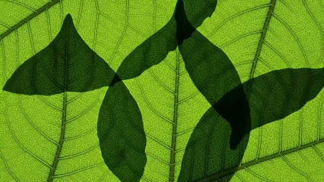 Abstract pattern of overlapping green leaves forming a symmetrical design