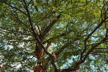 Beautiful green leaves blue sky nature background. View looking up through foliage and tree branches to a bright.