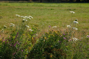 Bl&uuml;hende Gemeine Schafgarbe (Achillea millefolium) und Elektrozaun mit Weide, Deutschland