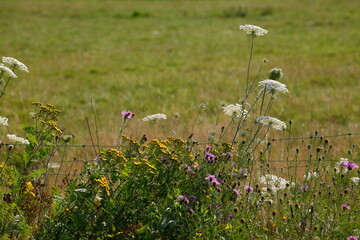 Bl&uuml;hende Gemeine Schafgarbe (Achillea millefolium) und Elektrozaun mit Weide, Deutschland