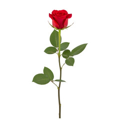 Obraz premium Single red rose stem with green leaves on white background