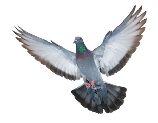 Obraz premium blue winged dove