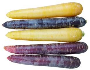 fresh carrots on a white background
