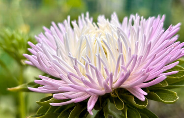 Fototapeta premium aster Close view of a light purple and white flower blooming in a garden with green leaves under natural light during daytime