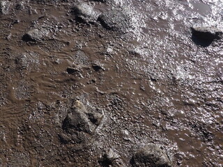 Background image: Muddy ground with footprints.